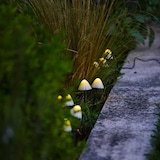 thumbnail of Lumisky 10 Champignons solaires connectés CHAMPY 3.8M Plastique Blanc