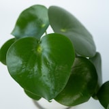 thumbnail of Peperomia Raindrop - Polybotrya Set de 2 Hauteur 20-30cm