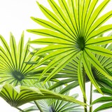 thumbnail of Atmosphera - Planta decorativa Tronco de Palmera