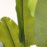 thumbnail of Pianta artificiale Ravenala 180cm | Naturing Monde - Interno - Tronco naturale