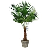 thumbnail of Maceta Seca de Ratán - ø 42 x 44 cm - Jardinera Sostenible con Interior de Plástico Reciclado Impermeable - Gris