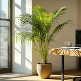 thumbnail of Dypsis Lutescens - Areca - Goudpalm - Kamerplant - Pot 21cm - Hoogte 100-120cm