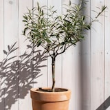 thumbnail of Olivenbaum - Olea Europaea Höhe 60-70cm