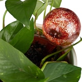 thumbnail of Relaxdays Bewässerungskugeln Glas, 4er Set, HxD: 15 x 6 cm, Gießkugeln für Pflanzen, Bewässerungshelfer Urlaub, rot