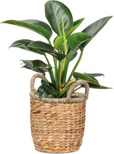 thumbnail of Scheurich Water hyacinth 26, Korbgefäß/Korb-Pflanzgefäß/Korbtopf mit Griffen, Farbe: Nature, 26 cm Durchmesser, 23 cm hoch, 10,6 l Vol.