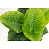 thumbnail of Planta de interior-exterior de imitación Philodendron