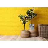 thumbnail of Jinfa Mülleimer mit Deckel, Ascheeimer, Abfallbehälter, Mülltonne, Papierkorb aus Metall, Zink,  Ø 21,5 cm, Höhe 21,5 cm 7 Liter