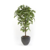 thumbnail of Árbol ficus acabado PREMIUM. Altura 175 cm y 1890 hojas