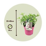 thumbnail of Hortensia paniculé - Hydrangea Pinky Winky Hauteur 25-40cm