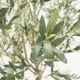 thumbnail of LIGNE DECO Olivier artificiel pot blanc 240cm