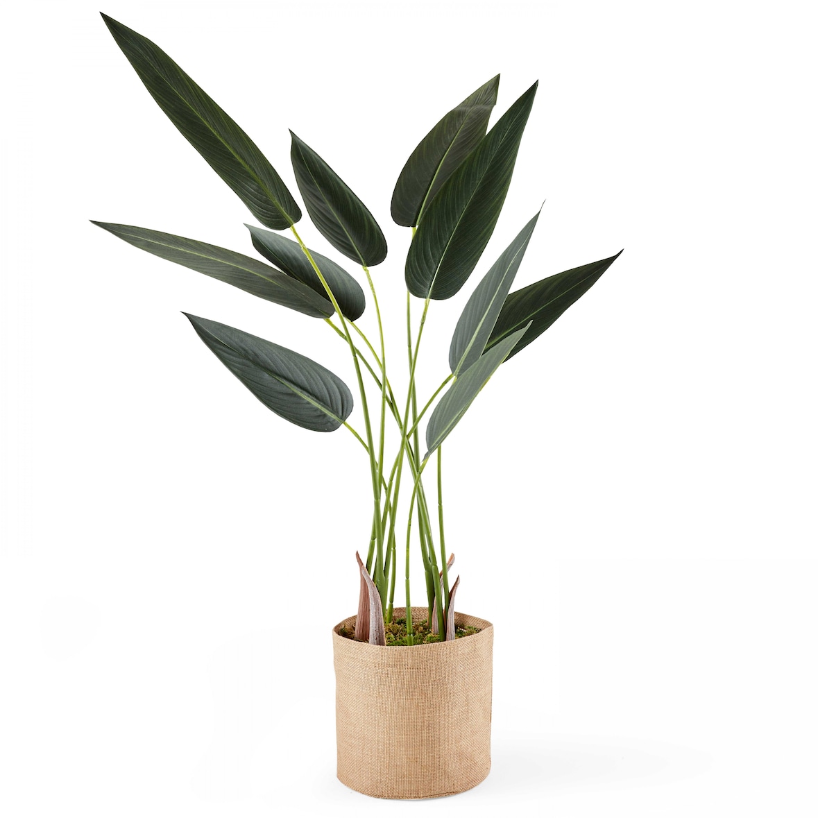 Planta artificial en maceta Strelitzia 90 cm - Oviala