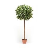 thumbnail of Árbol laurel ESFERA. Altura 125 cm y 1147 hojas con tronco natural.