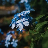 thumbnail of Bleiwurz - Plumbago auriculata 3er Set Höhe 25-40cm