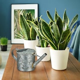 thumbnail of Relaxdays Gießkanne, 1,3 Liter, für Zimmerpflanzen, Dekogießkanne Trockenblumen, Vintage, Metall pulverbeschichtet, rosa