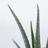 thumbnail of Aloès - Aloe barbadensis Set de 2 Hauteur 25-40cm