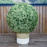 thumbnail of Kunststruik HWC-L77, buxus bol decoratieve plant buxus bol kunstplant buxus, buiten Ø 55cm ~ wit
