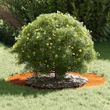 thumbnail of vidaXL Platte Boomringen 5 pcs Bruin Ø50 / 80 cm Cortenstaal