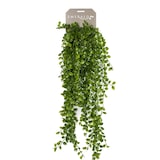 thumbnail of Colgante ARBUSTO FICUS PUMILA de 80 cm (6 unidades)