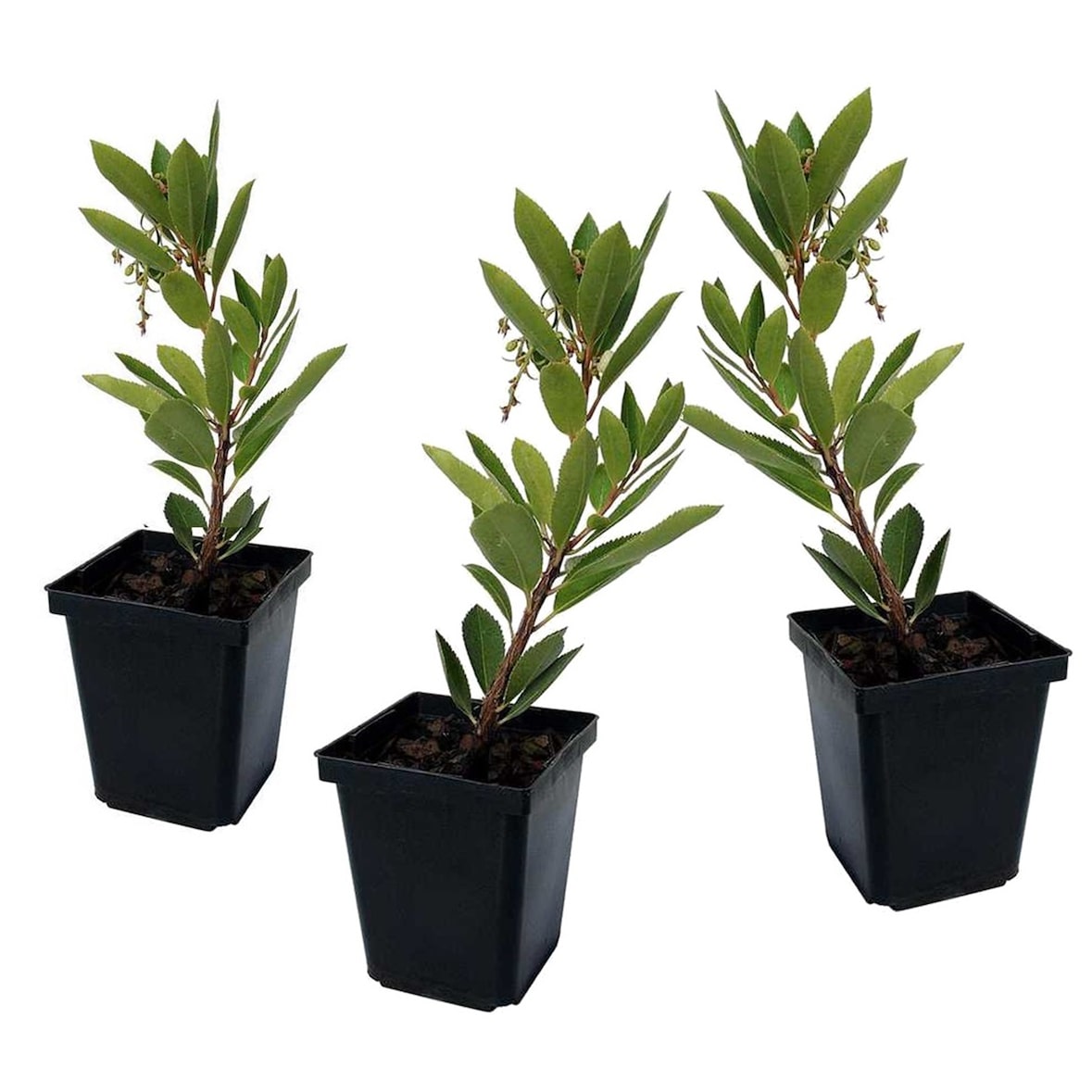Aardbeiboom - Arbutus Unedo Set van 3 Hoogte 25-40cm