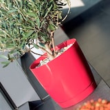 thumbnail of WellHome - Set 3 Pflanztöpfe 7,5L Coubi Ø24 cm/Stück Farbe Weiß