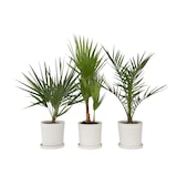 thumbnail of Outdoor Palmbomen - Mix van 3 Palmen Hoogte 50-70cm