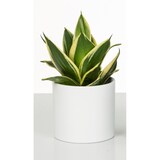 thumbnail of Scheurich Blumentopf aus Keramik,  Farbe: Panna, 12 cm Durchmesser, 11 cm hoch, 1 l Vol.