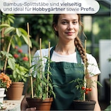 thumbnail of Bambus Splittstäbe 50 cm – Pflanzstäbe Rankhilfe für Garten & Topf