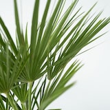 thumbnail of Dwergpalm - Chamaerops Humilis Hoogte 50-60cm
