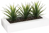 thumbnail of WellHome - Dekorativer Tafelaufsatz mit 3 Aloe Vera Pflanzen 17cm