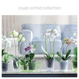 thumbnail of Prosperplast - COUBI ORCHID 1L Topf - 19,8x13x10,2cm in Transparent farbe