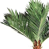 thumbnail of Palmera artificial 4 m