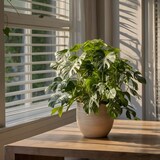 thumbnail of Monstera Minima - Tetrasperma Rhaphidophora Hoogte 20-30cm