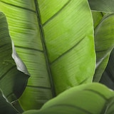 thumbnail of WellHome - Planta de Plátano Artificial 170cm