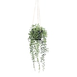 thumbnail of CREATIV green künstliche Pflanze Senecio herreianus Hängeampel ca 55cm, 4er Set