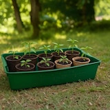 thumbnail of Gärtnerbox Pflanzschale Pikierschale 58x32x11 Profi Pflanzwanne Saatschale grün Grün