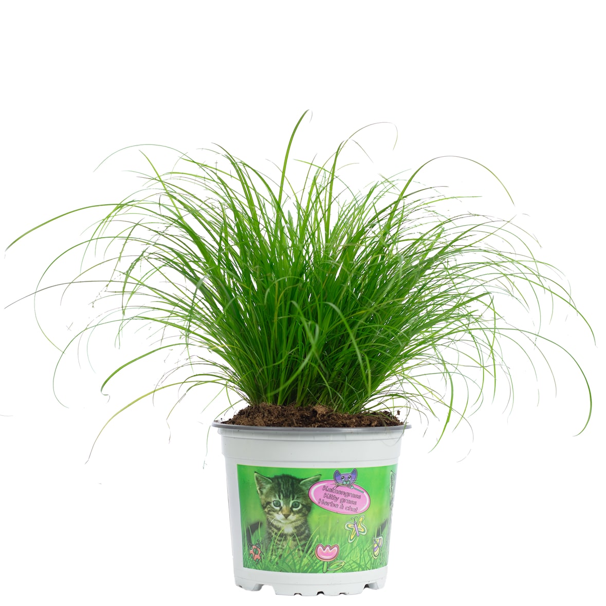 Katzengras `Zumula` – Natürliches Knabbergras für gesunde Katzen, ca. 25 cm hoch, Topf-Ø 12 cm