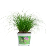 thumbnail of Katzengras `Zumula` – Natürliches Knabbergras für gesunde Katzen, ca. 25 cm hoch, Topf-Ø 12 cm