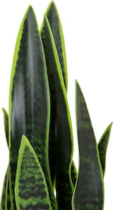thumbnail of Kunstpflanze / Kunstbaum SANSEVIERIA Bogenhanf 65 cm Kunststoff grün hjh OFFICE