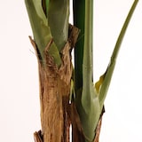 thumbnail of Palma da banana artificiale 180 cm - Naturing Monde - Per interni - Alta qualità - Tronco naturale