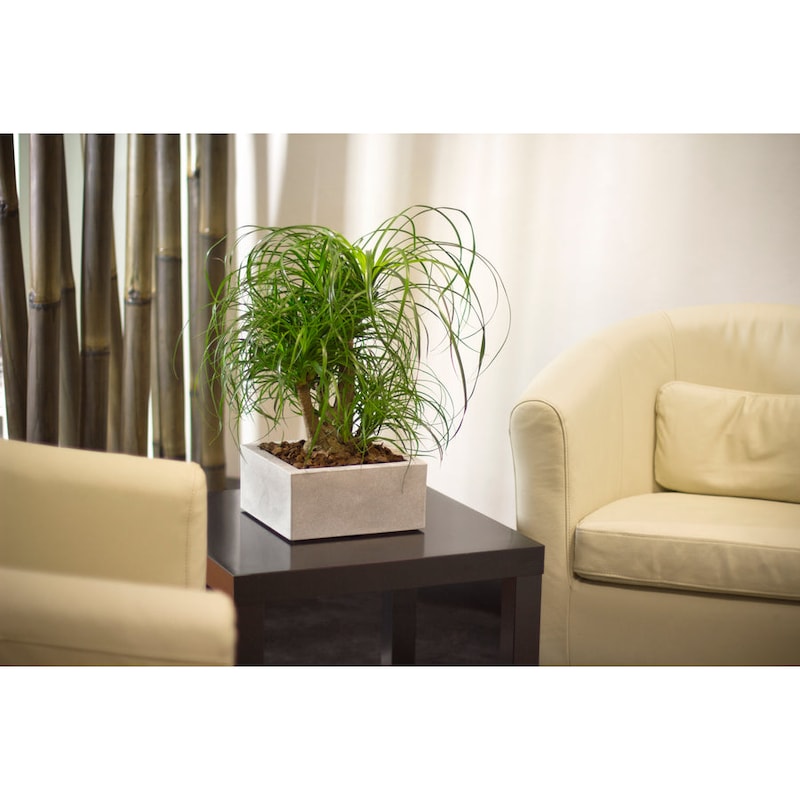 Oxid7 – Portavaso per fioriera-resistente UV – 19 X 56 X 36 cm bianco