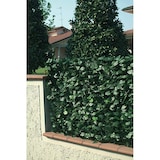 thumbnail of Garden Friend Recinzione pvc H. 100xL. 300 cm con foglie lauro