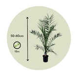 thumbnail of Dadelpalm - Phoenix Canariensis - Set van 2 Hoogte 50-60cm