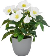 thumbnail of CREATIV green künstliche Pflanze Christrose, 31cm, weiß, 2er Set