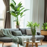 thumbnail of Bambou de la Chance - Dracaena sanderiana Set de 6 Hauteur 40-50cm