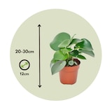 thumbnail of Peperomia Raindrop - Polybotrya Set de 2 Hauteur 20-30cm