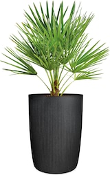 thumbnail of Scheurich STONY  BLACK 54/260 LINETTO HIGH