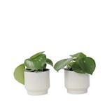 thumbnail of Peperomia Raindrop - Polybotrya Set de 2 Hauteur 20-30cm