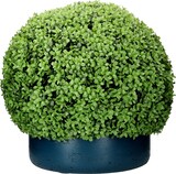 thumbnail of Buchsbaum Kugel Grün, Größe S - F1003-52-91