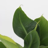 thumbnail of Areca, Chamaedorea, Coffea, Musa - Trendige Zimmerpflanzenmischung 4er Set Höhe 25-40cm