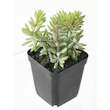 thumbnail of VERT ESPACE plante artificielle succulentes assortiment 12 pieces 20 cm